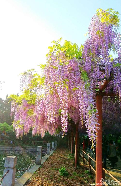 紫藤萝花几月开的最旺？（紫藤花主题婚礼图片）-图1