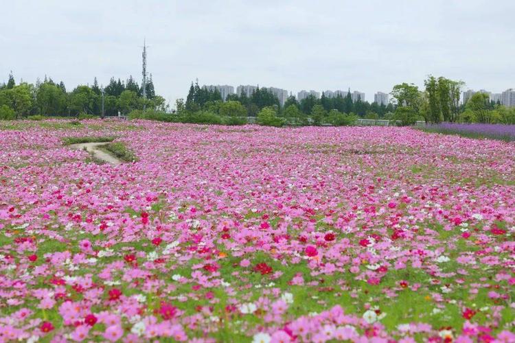 洋湖湿地公园共有几期？（上海花海企划婚礼会馆）-图2